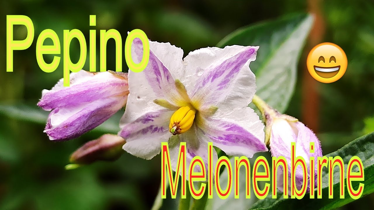 Pepino blüht, aber trägt nicht? Diese 5 Ursachen bremsen Früchte