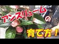 【アンスリューム🌹の育て方】夏に楽しめるお花（観葉植物🌳）のご紹介です。