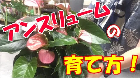 تحميل アンスリウム 花 騎士