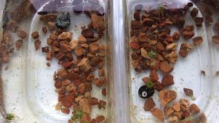 比較 ヒメタニシ vs 石巻貝 茶ゴケ処理力対決 Youtube 比較 ヒメタニシ vs 石巻貝 茶ゴケ処理力対決 Youtube