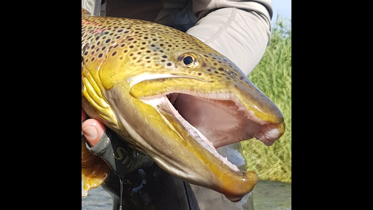 Cuando Alfarras ERA un gran escenario. Y tenía gran cantidad de truchas monstruosas.