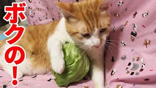 レタスが好きすぎる猫