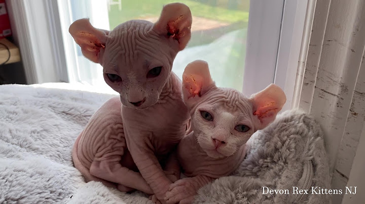 Watch the video about Hypoallergenic Sphynx Elf Kittens For Sale!!!