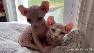 Hypoallergenic Sphynx Elf Kittens For Sale!!! by Devon Rex Kittens NJ 862 views 3 years ago 1 minute, 51 seconds