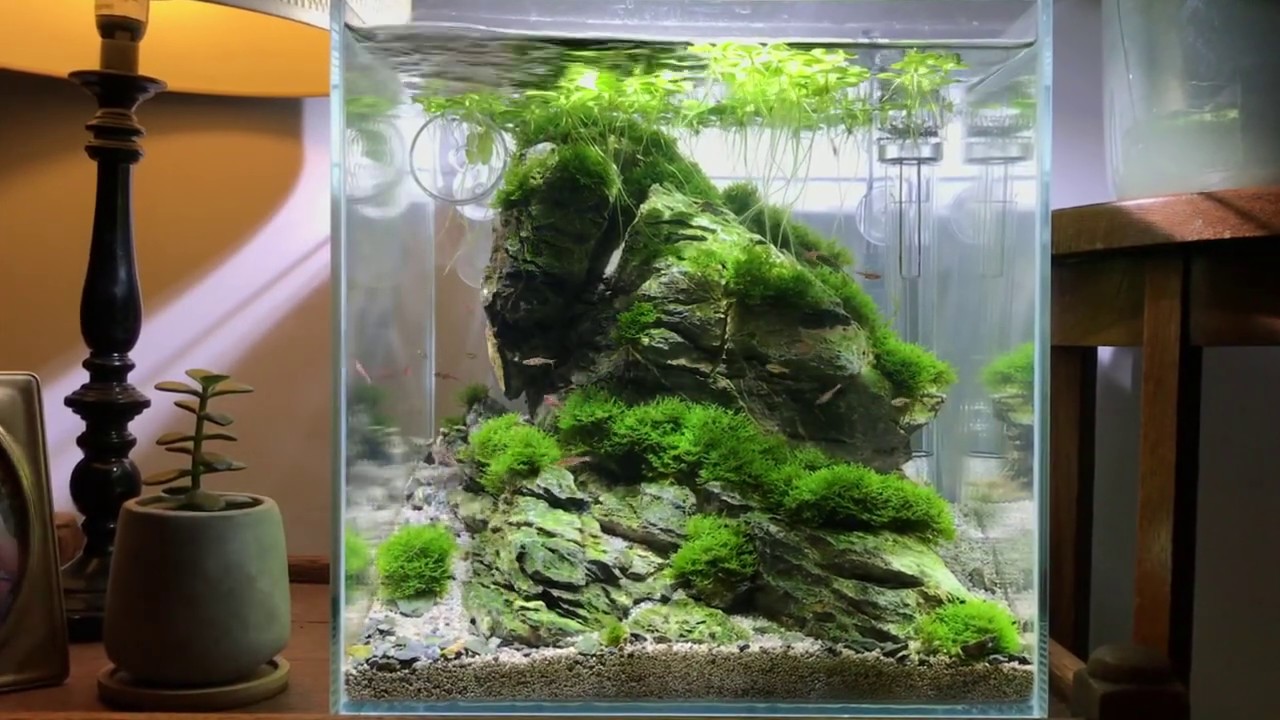 Aquascape Rocks Moss : Moss for aquascape and aquarium - Pets for sale ... Moss On Rocks In Aquarium