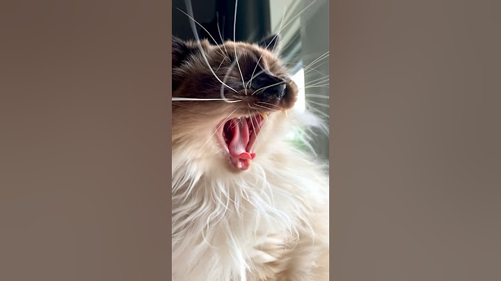 Video 2836301: cat funnycats, sleepy cat, funnycats fluffy, cat hair