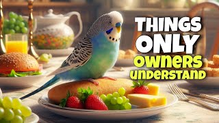 These 33 Things Only Budgie Owners Understand by Denny the Budgie 3,408 views 1 month ago 6 minutes, 53 seconds