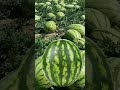 2022年11月20日#スイカ#viralvideo#trending#fruits#shorts