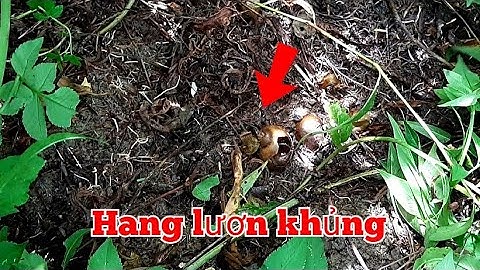 Câu lươn.chia sẽ cách tìm hang lươn khủng tập179//The question of how to find a giant eel cave