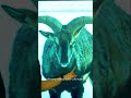 Goat vs Sheep