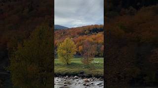 Beautyful Nature🍁 say Hello to fall🍁New Hampshire 🇺🇸😍 #usa #travel #amazing
