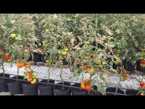 Vídeo: Os percevejos danificam os tomates - Como se livrar de insetos foliares em plantas de tomate