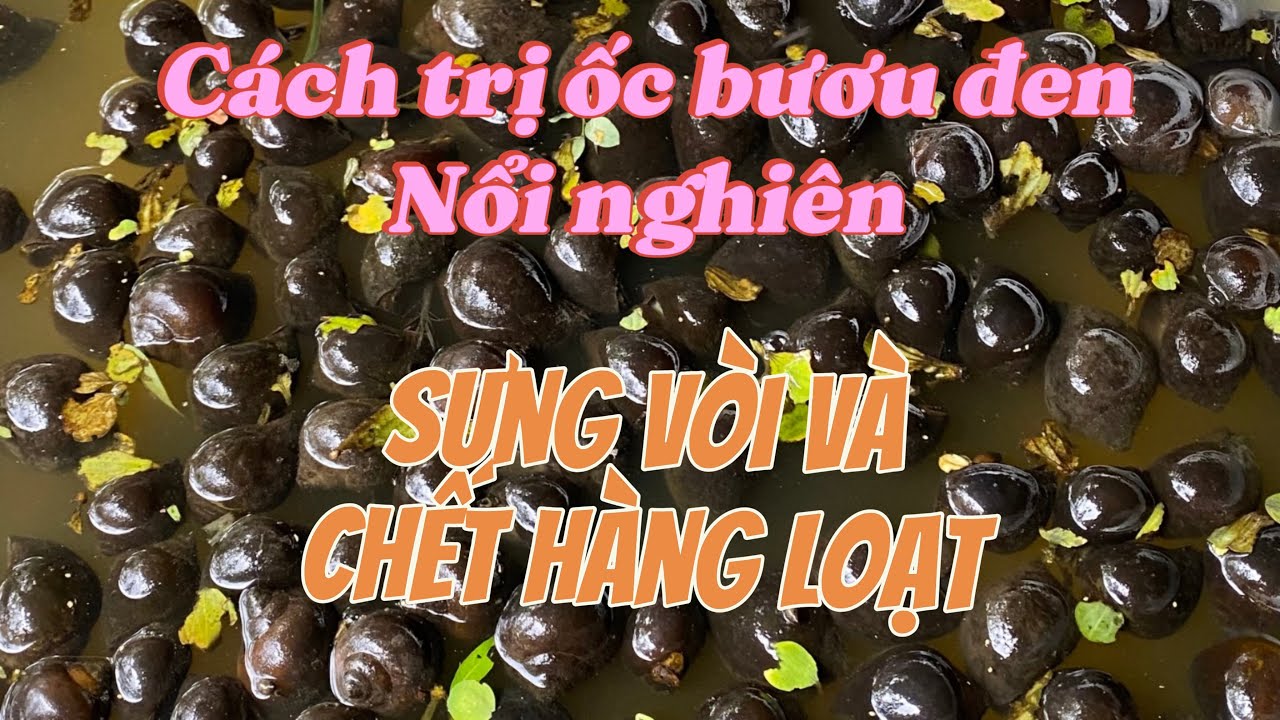 Nhận biết ốc bươu đen( ốc nhồi) bị nổi nghiên, sưng vòi và chết hàng loạt. Nguyên nhân và cách xử lý