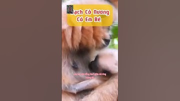 Hắc Công Tử Và Bạch Cô Nương Đón Con Đầu Lòng Câu Chuyện Tình Yêu Giữa Thiên Nhiên #hắccôngtử