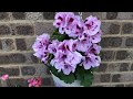 New idea, multiply Pelargonium flower 🌸🌺🌱