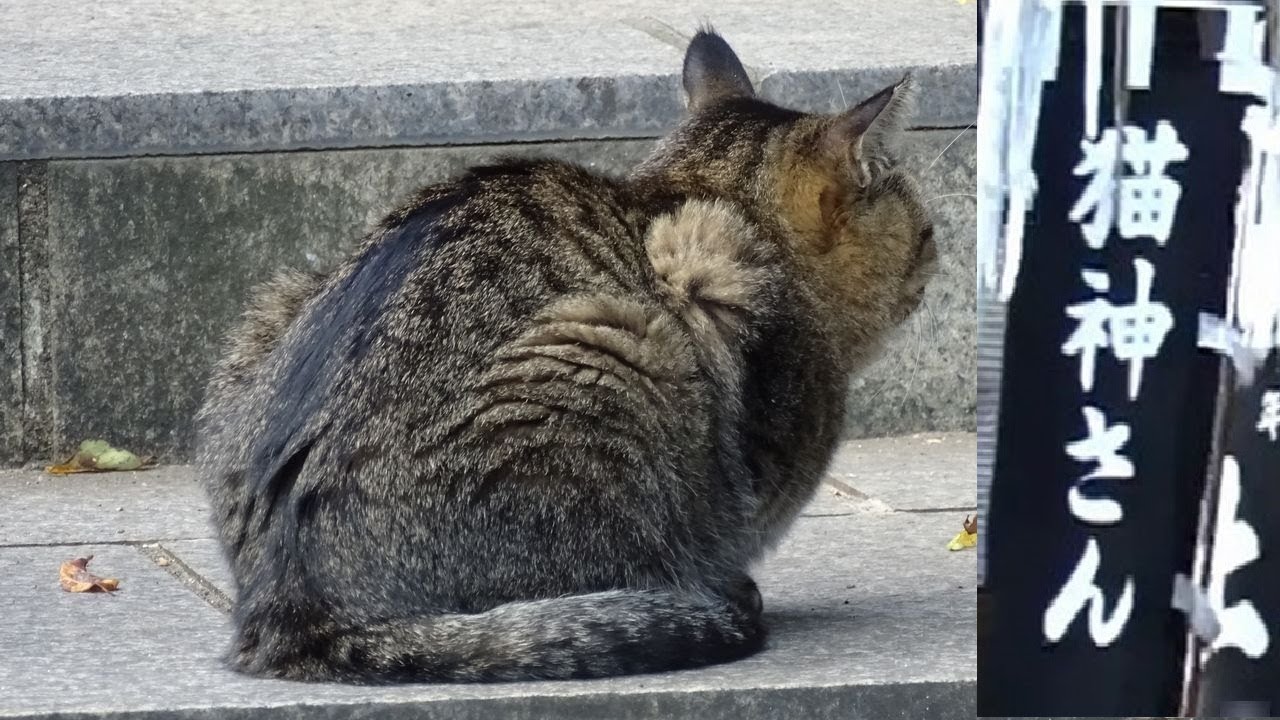 猫神さん】幸運を運ぶ猫神さん、リアル猫神さんもいるパワースポット