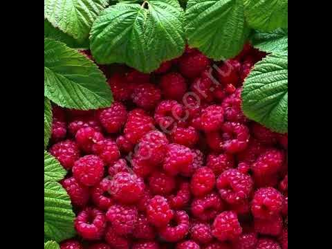 Малина нектарная Хейса - YouTube