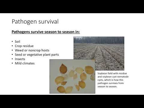 Video: Tillage from phytophthora in the fall: the choice of drugs, instructions