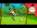 Spiders and flies | Insect world #13 | REDMON