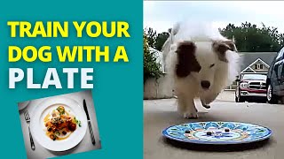 Train Your Dog with a Plate - Paper Plate Recall by TrueLifeK9 138 views 3 years ago 3 minutes, 25 seconds