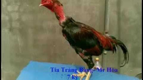 ✓ Tuyển Tập Chiến kê ♦  hay nhất Kênh Gà chọi ♦ Chiến kê ♦