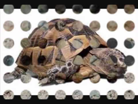 Video: Špatná želva - Opravdu špatná