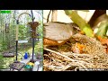 Lgr bird feed  bird nest april 27 2024