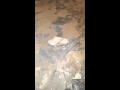 Vinyls floor adhesive removal on concrete Easy...
