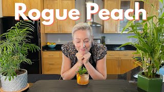 Peach and Bourbon Cocktail | The Rogue Peach