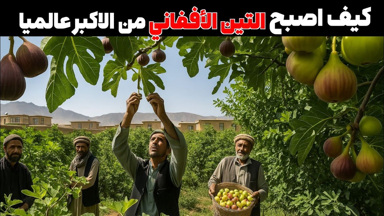 كيف أصبح التين الأفغاني من الأكبر عالميا
