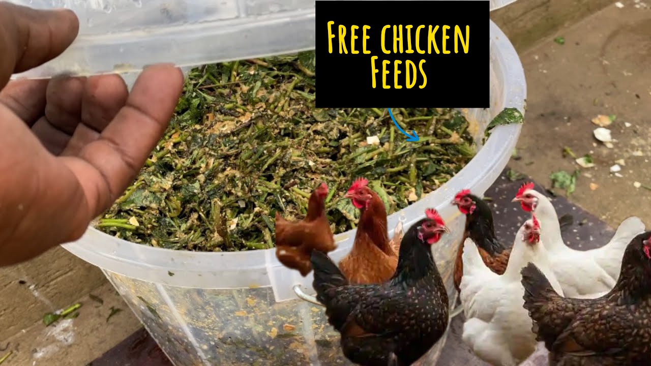 COPY How I Feed Chickens At A Zero Cost - YouTube