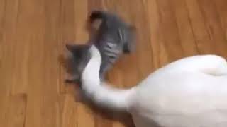 Cat Playing With Dog Tail by Wild Wild Pets 29,427 views 5 years ago 52 seconds