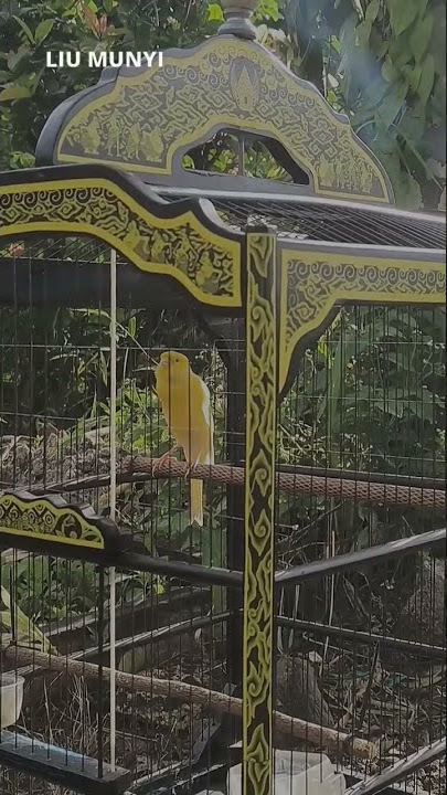 kenari gacor #storywa #kenari #kicaumaniaindonesia #kenarigacor #story #story