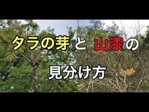 タラの芽 タラの木と山漆の見分け方 Youtube