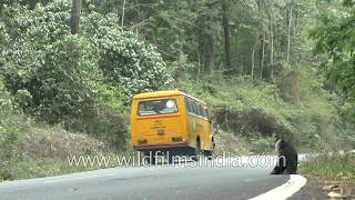 Lion tailed Macaque crosses road at Valparai - wildlife subject to road risks