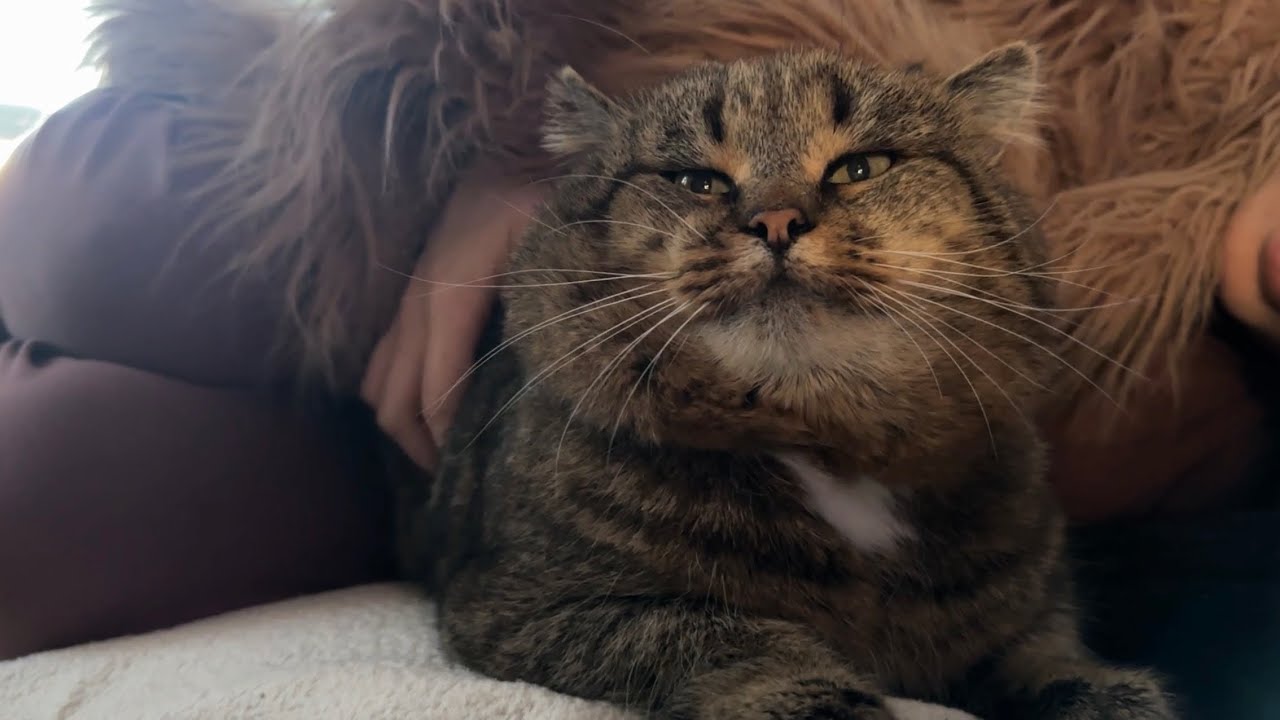 ДНЕВНИК лесного кота БАРСИКА: «Уютный котик!»  - 25.12.2025