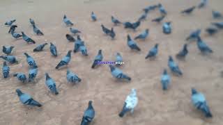 Pigeons🐦 early morning#tingles#Sleep#Relaxing sound effect #ASMR #sounds#white noise#shorts #shorts