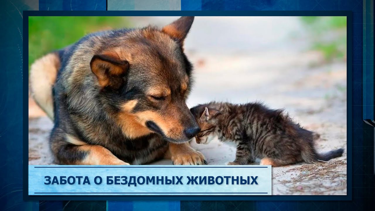 Забота о бездомных животных - YouTube
