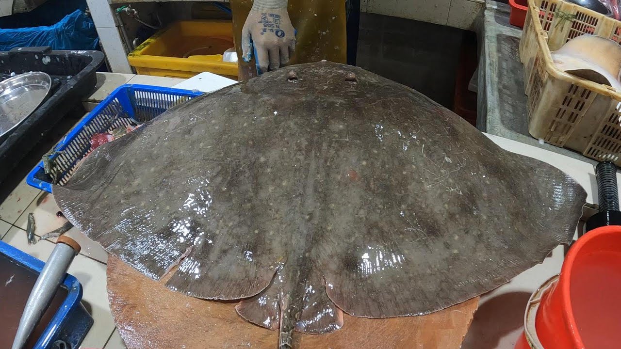 Effortless Filleting of a Butterfly Stingray | Clean & Simple Cut #fish #asmr #seafood #cuttingfish