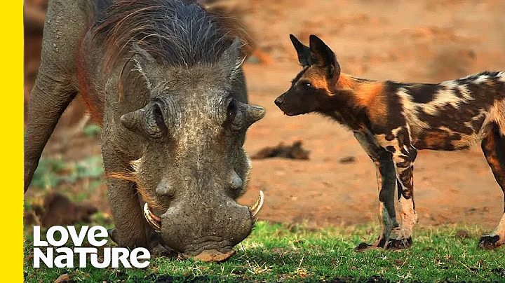 Can This Warthog Survive Against 21 Wild Dogs?! | Love Nature