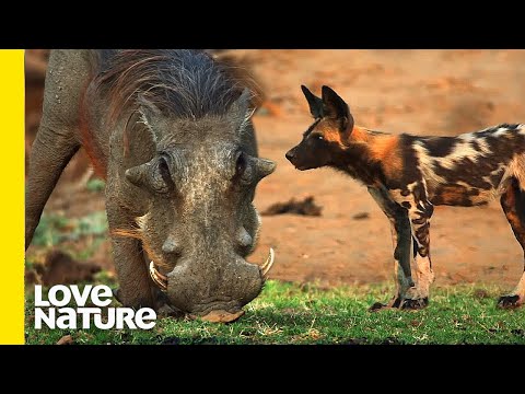 Can This Warthog Survive Against 21 Wild Dogs?!