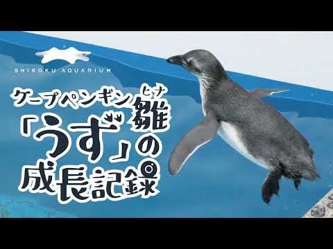 【四国水族館】ケープペンギン雛「うず」の成長記録（1歳おめでとう編）