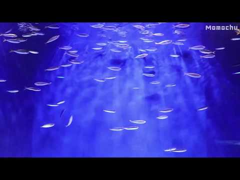 【white-noise】"aquarium-sounds",10-hours,fish,water,stream,reading,yoga,sleep,relax,concentrate