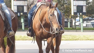 Smooth Dualing Girl***For info, price, etc., go to our website***ValleyViewRanch.net
