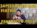 Замечательная Магия Лаврового Листа