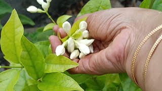 #you tube video#tips to  bloom more jasmines#natural fertilizer
