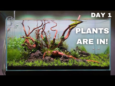 Video: Over vannets overflate: En guide til emersed Plant Growth