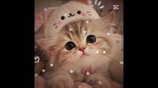 милые кошки🥺💕💫#catvideos#catscute#kawaii#capcutedit#capcut#trend#template#cute#cats#capcut