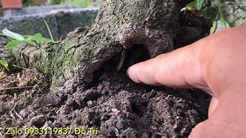 CÁCH XỬ LÝ VẾT LŨA GỐC MẪU ĐƠN