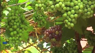 Abundance in Grape cultivation